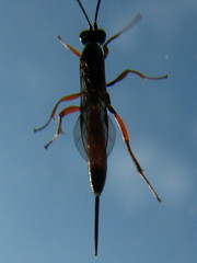 Ichneumonidae