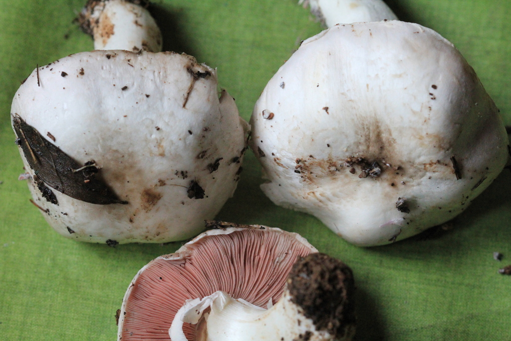 Grassy Mushroom