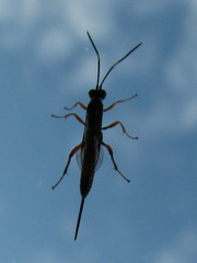 Ichneumonidae