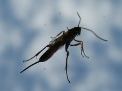 Ichneumonidae