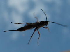 Ichneumonidae