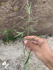 Bromus berteroanus