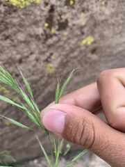 Bromus berteroanus