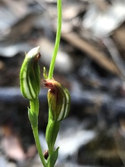 Pterostylis rubescens