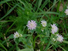 Trifolium resupinatum