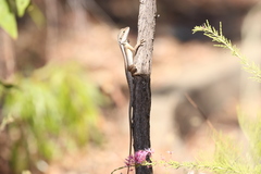 Diporiphora bilineata