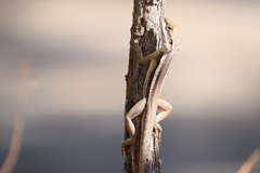 Diporiphora bilineata