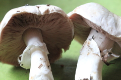 Agaricus pseudopratensis