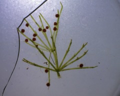 Chara submollusca