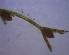 Chara submollusca