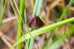 Argyrostrotis deleta