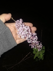 Syringa vulgaris