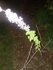 Syringa vulgaris