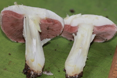 Agaricus pseudopratensis