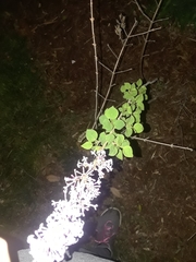 Syringa vulgaris
