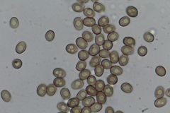 Agaricus pseudopratensis