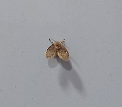 Clogmia albipunctata