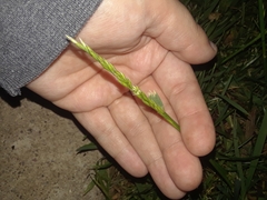 Poaceae