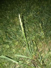 Poaceae