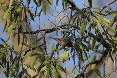 Ramsayornis fasciatus
