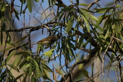 Ramsayornis fasciatus
