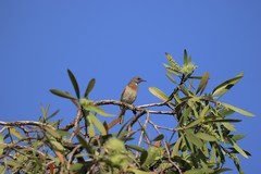 Conopophila albogularis