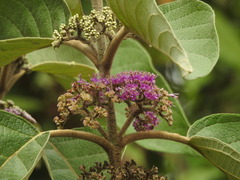 Callicarpa tomentosa
