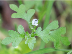 Nemophila pulchella fremontii