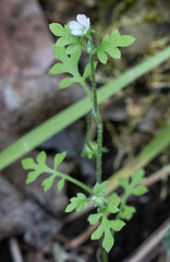 Nemophila pulchella fremontii