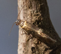 Neocrania bifasciata