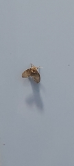 Clogmia albipunctata
