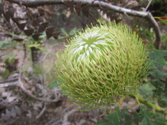 Banksia baxteri