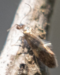 Neocrania bifasciata