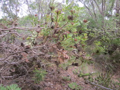Banksia baxteri