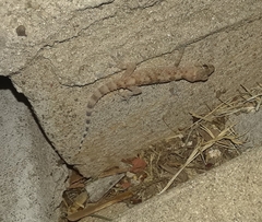 Hemidactylus turcicus