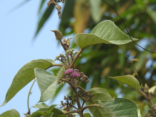 Image of Callicarpa tomentosa by (c) Hopeland, some rights reserved (CC BY)