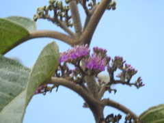 Callicarpa tomentosa