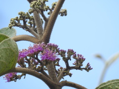 Callicarpa tomentosa