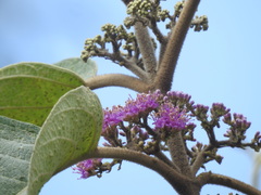Callicarpa tomentosa
