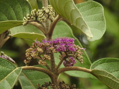 Callicarpa tomentosa