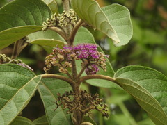 Callicarpa tomentosa