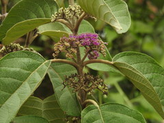 Callicarpa tomentosa