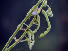 Desmodium uncinatum image