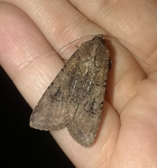Peridroma saucia