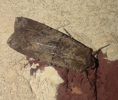 Peridroma saucia