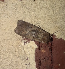 Peridroma saucia