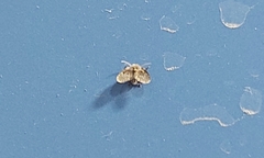Clogmia albipunctata