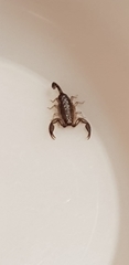 Euscorpius germanus