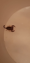 Euscorpius germanus