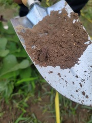 Physomerus grossipes